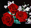 Three roses