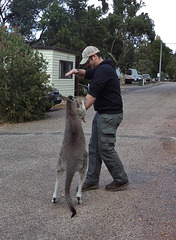 insistent kangaroos