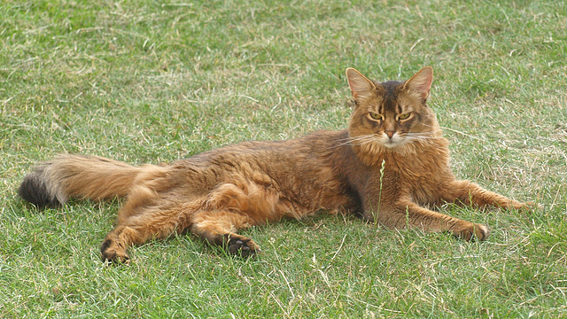 Rags - lion of the lawn, 1