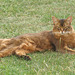 Rags - lion of the lawn, 1