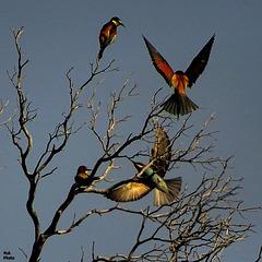 Belles couleurs au couchant