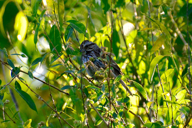 Canada 2016 – The Canadian – Winnipeg – Bird