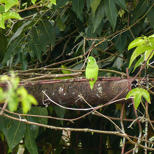 Yellow-rumped Parrotlet, on way to Manzanilla Beach, Trinidad