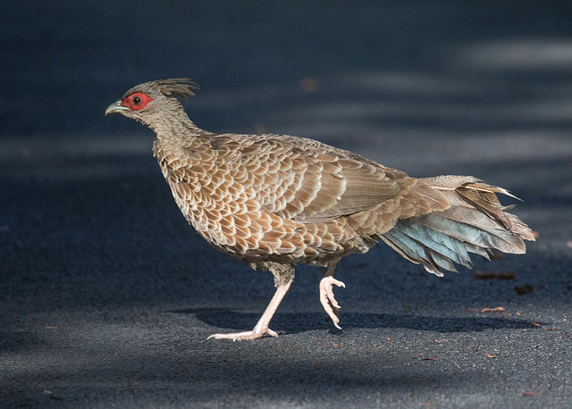 Kalij Pheasant (female)