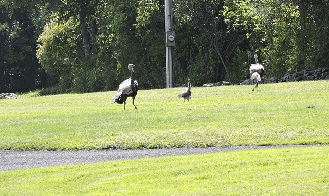 Wild Turkey