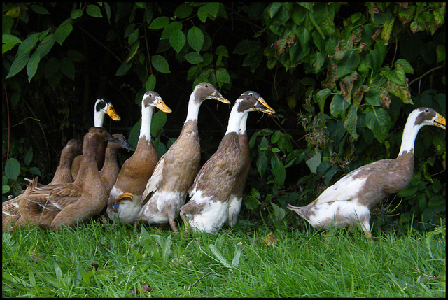 gaggle of geese