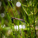 Large red damselfly