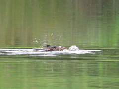 Hooded merganser