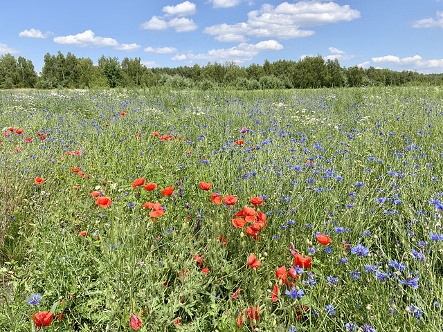 Świętokrzyskie (Heiligkreuz), Polska