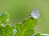 Purple Hairstreak ~  Eikenpage (Favonius quercus)...