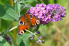 Tagpfauenauge auf Sommerflieder