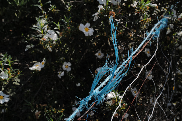 Penedos, Blue rope