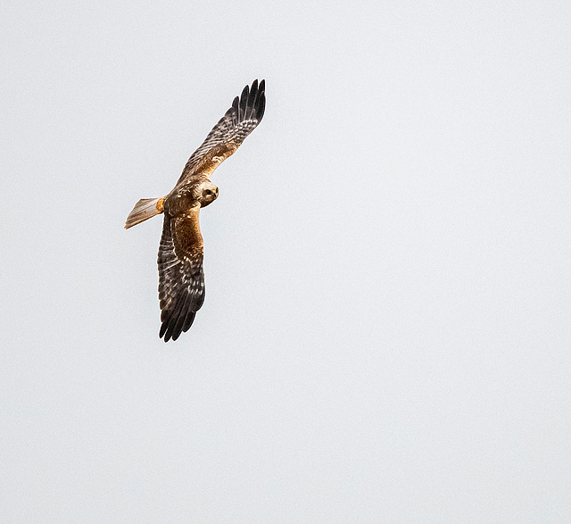 Marsh harrier