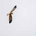 Marsh harrier