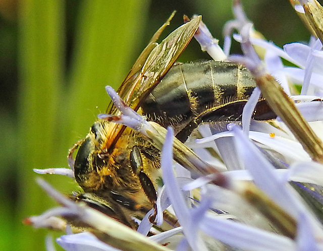 20230719 2508CPw [D~LIP] Kugeldistel, Sandbiene (Andrena nitida), Bad Salzuflen