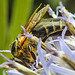 20230719 2508CPw [D~LIP] Kugeldistel, Sandbiene (Andrena nitida), Bad Salzuflen