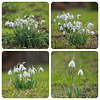 Snowdrops