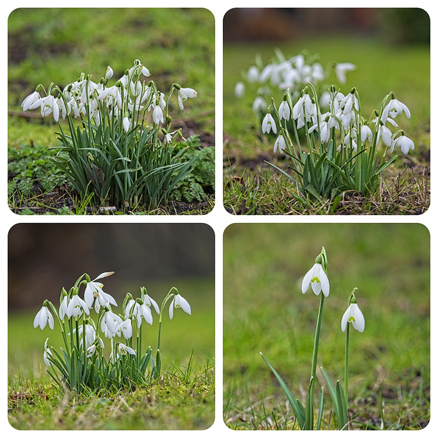 Snowdrops