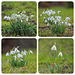 Snowdrops