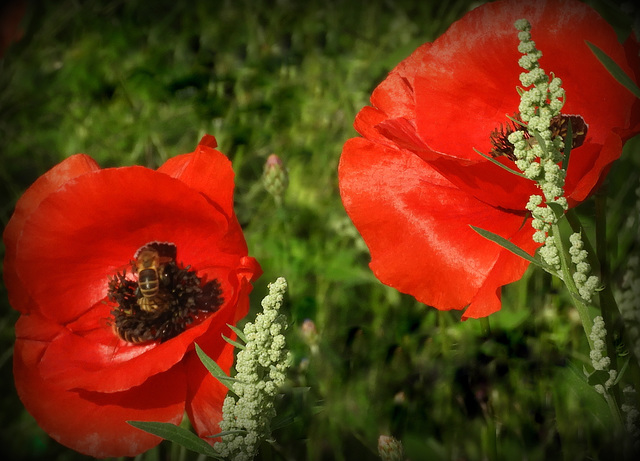 With  a bee