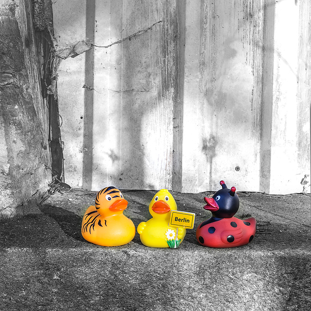 rubber ducks on tour (1)