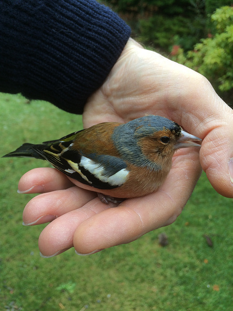 Stunned chaffinch...