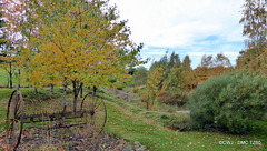 Autumn Colours by the Pond