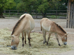 Prague Zoo (6) - 19 August 2017