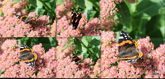 A Red Admiral, Vanessa Atalanta sunning itself in the orchard flowerbed on a warm autumn afternoon - or is it a Painted Lady?