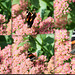 A Red Admiral, Vanessa Atalanta sunning itself in the orchard flowerbed on a warm autumn afternoon - or is it a Painted Lady?