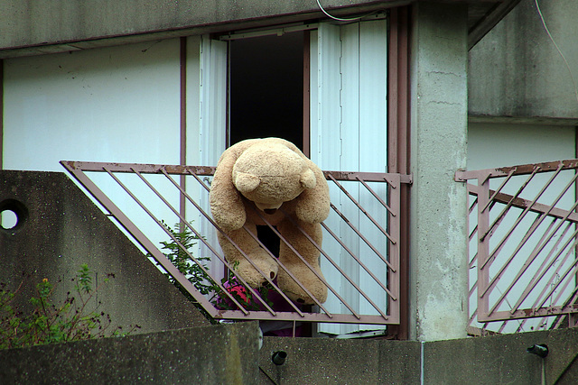 Nounours dépressif . Sautera , ou pas ? .....tous à nos smartphones , le spectacle va commencer !