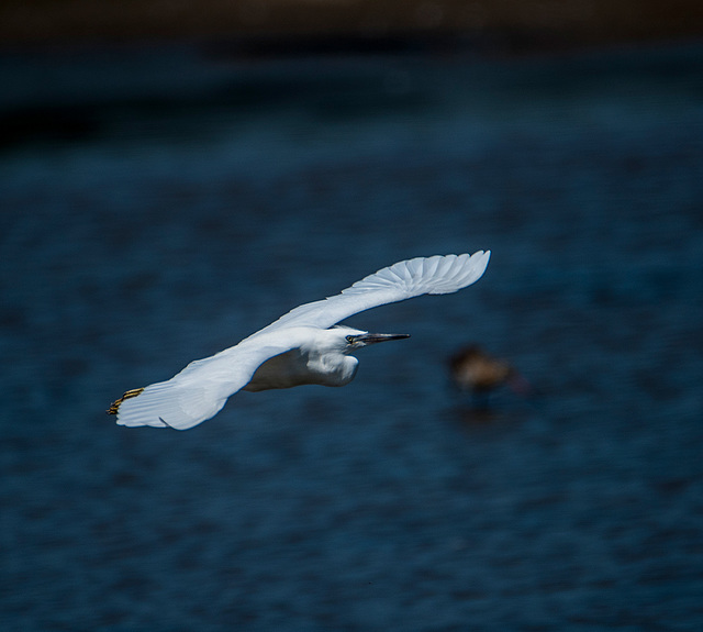Littel egret in flight