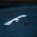Littel egret in flight