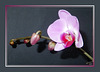 Pink Orchid-1 ©UdoSm
