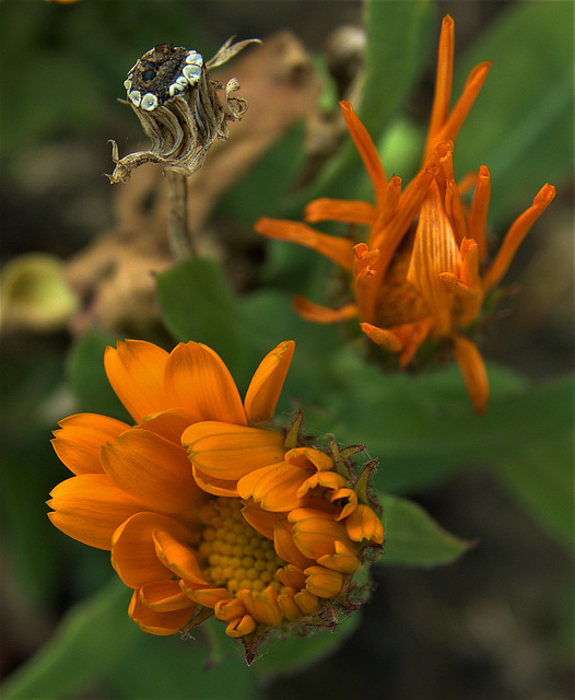 Marigold