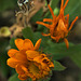 Marigold