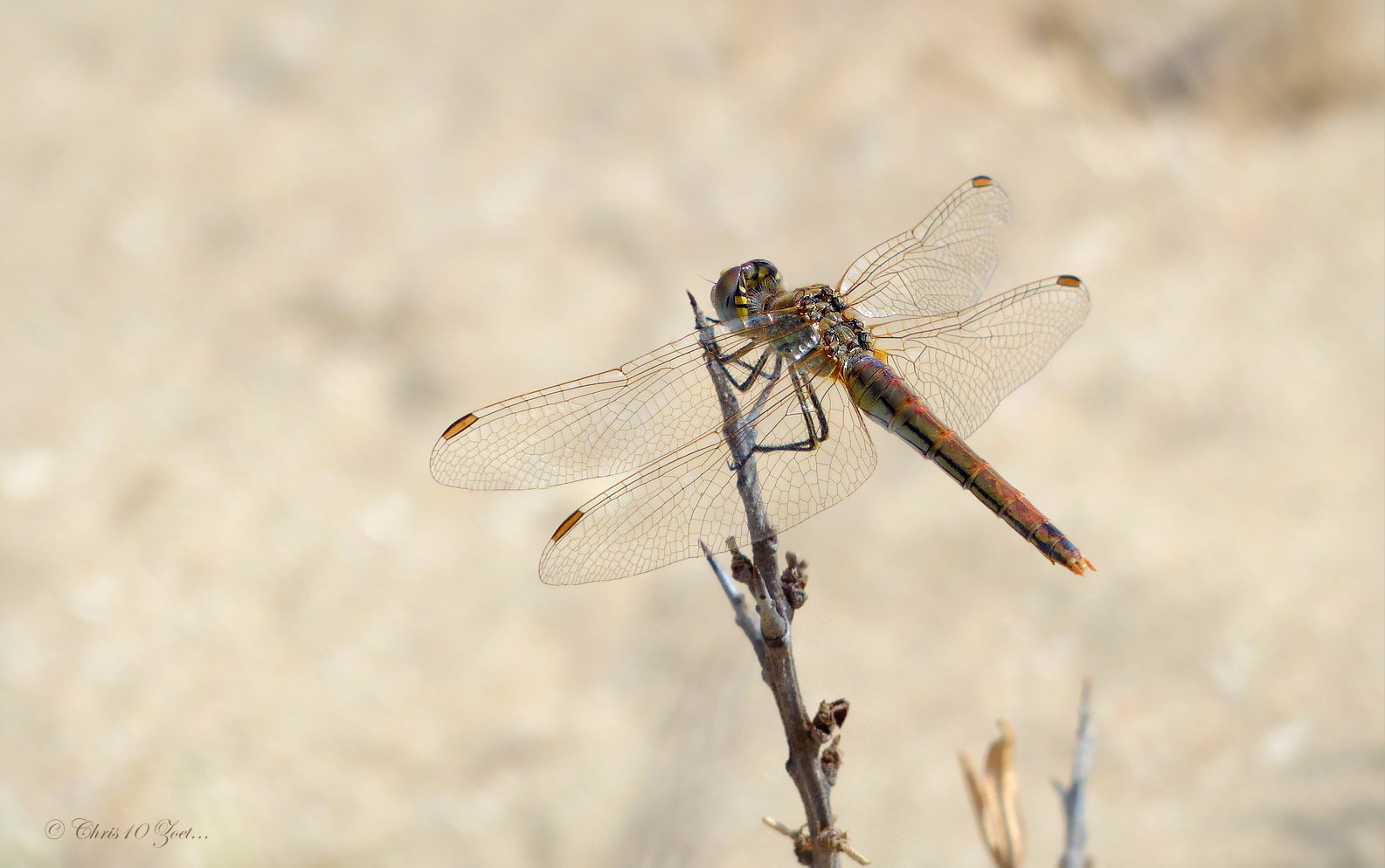 Red-veined Darter ~ Zwervende heidelibel (Sympetrum fonscolombii), ♀...