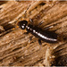IMG 9767 Earwig