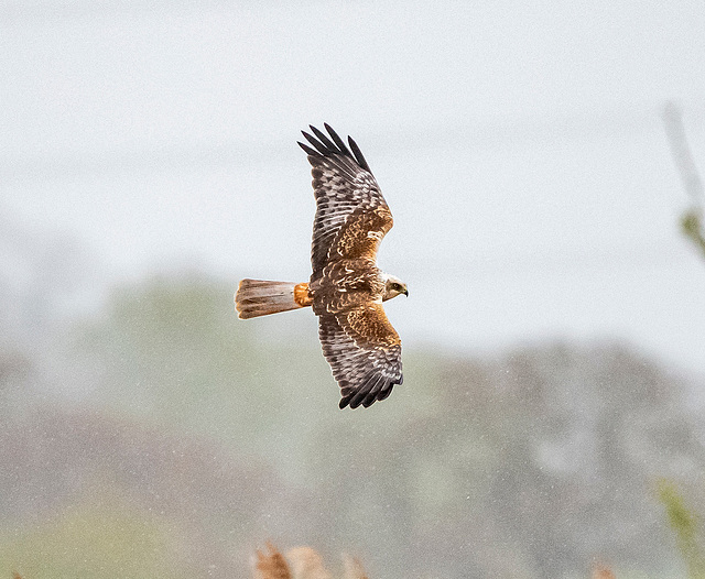 Marsh harrier