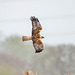 Marsh harrier