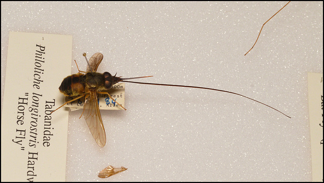 EF7A3469 Horsefly Natural History