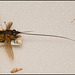 EF7A3469 Horsefly Natural History