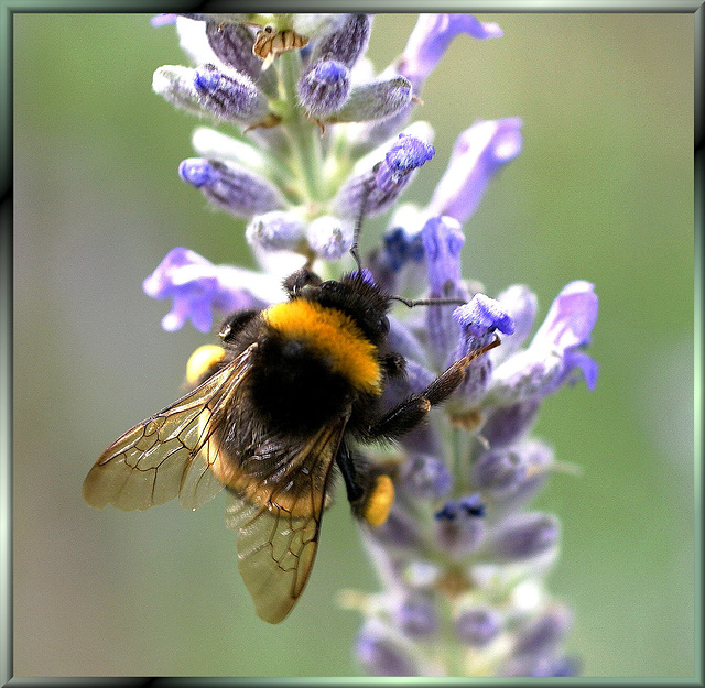 Erdhummel am Lavendel. ©UdoSm