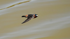 DSC04949a