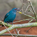 Elfenblauvogel oder auch Türkiesfeenvogel (Weibchen)