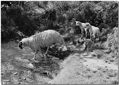Following Mother