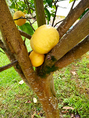 With the heat the ripe lemons fall to the ground
