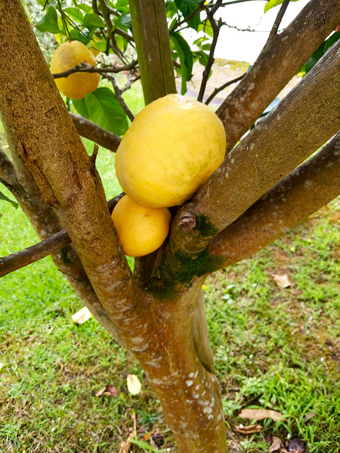With the heat the ripe lemons fall to the ground