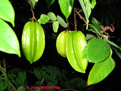 Averrhoa Carambola Star fruit Green Leaves Week 4