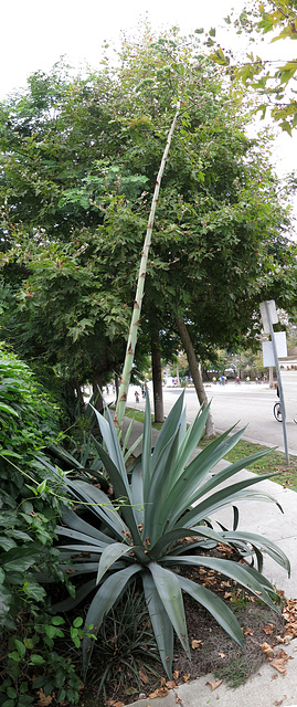 Blooming Agave Camouflaged